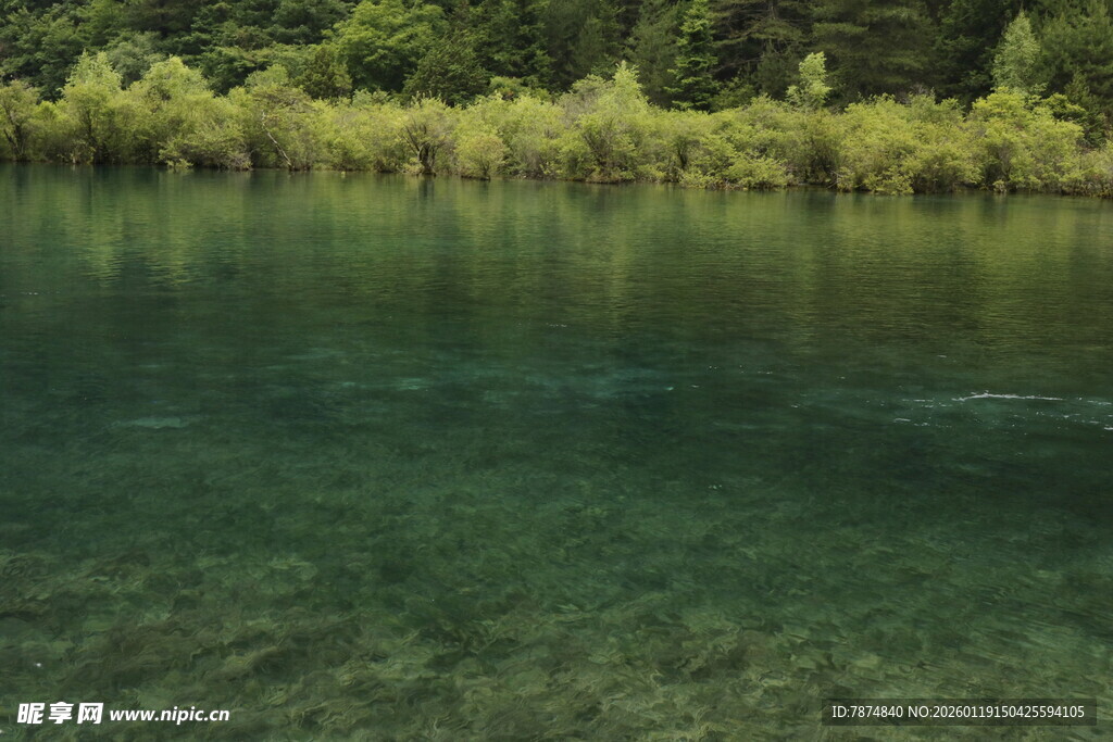 清澈湖水边的葱郁树林