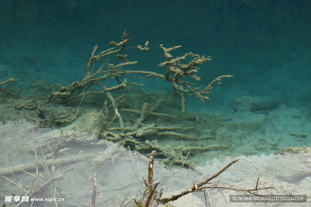 海底枯木景象