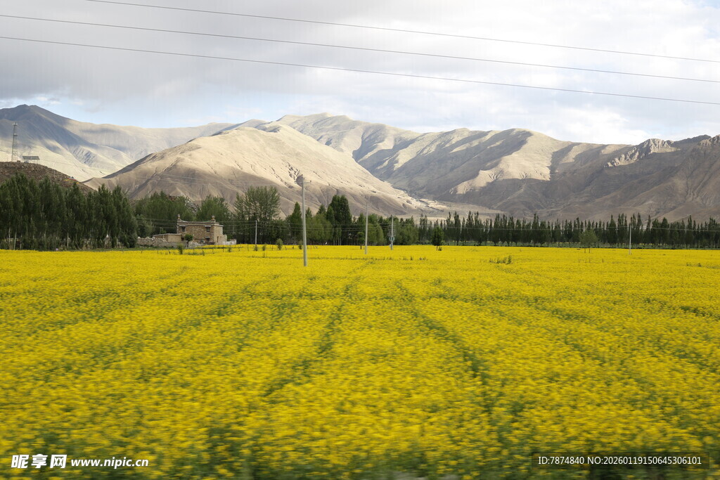 金黄油菜田与远山美景