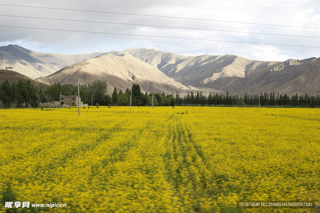 金黄油菜田与远处山峦美景