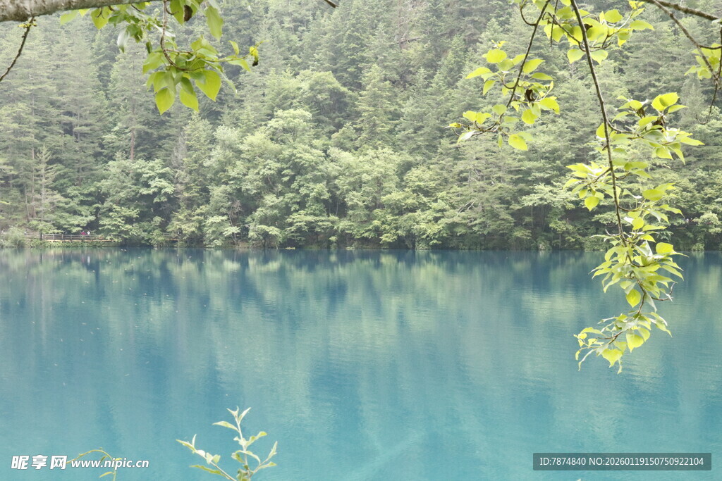 蓝湖翠枝 自然静谧之景