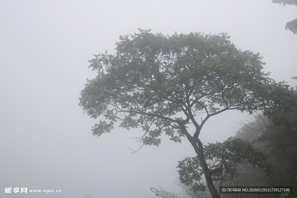 雾中孤树 静谧山林景致