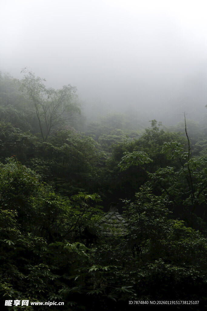 雾中葱郁山林