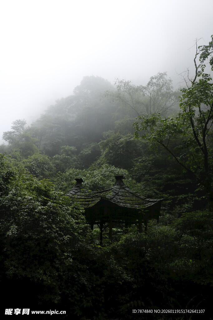 山林迷雾中的神秘景象