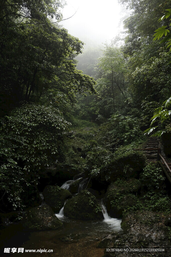 雾中幽森溪流山谷美景