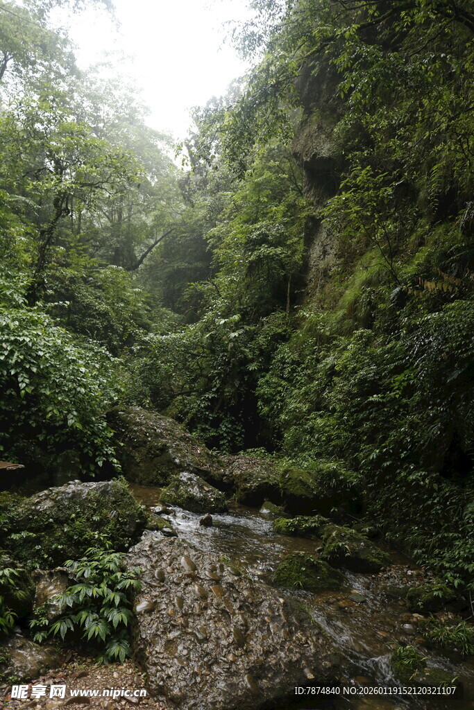 山间溪流旁的繁茂绿植