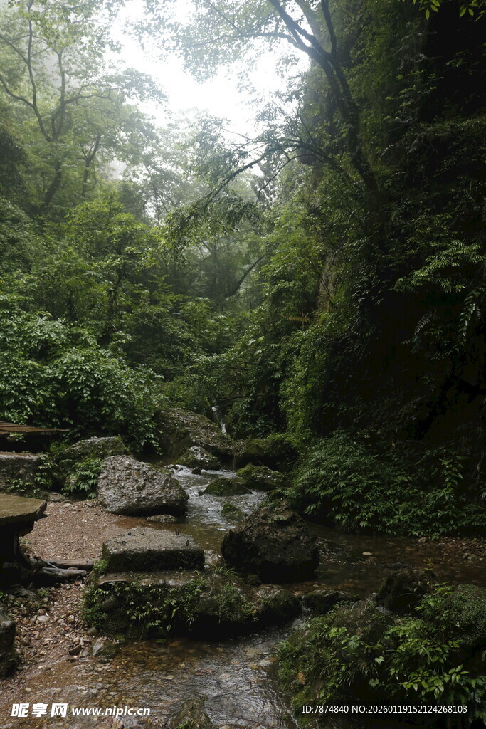 雨林中的潺潺溪流