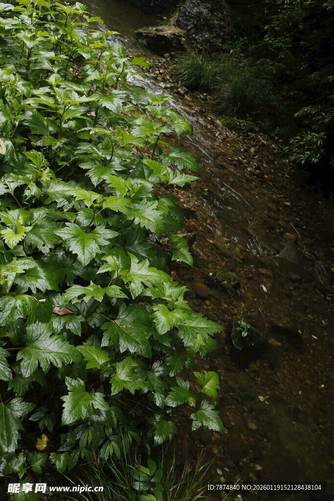 山间溪流旁的翠绿植物