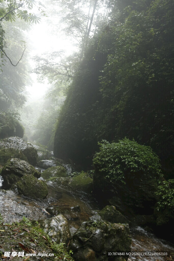 雾中幽谧山林溪流景象