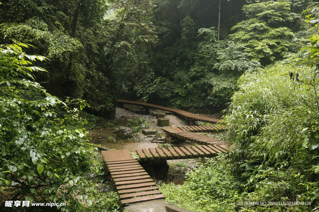 雨林中的木质栈道景观