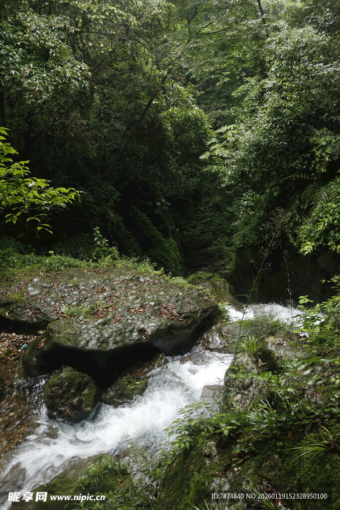 山间溪流穿林而过