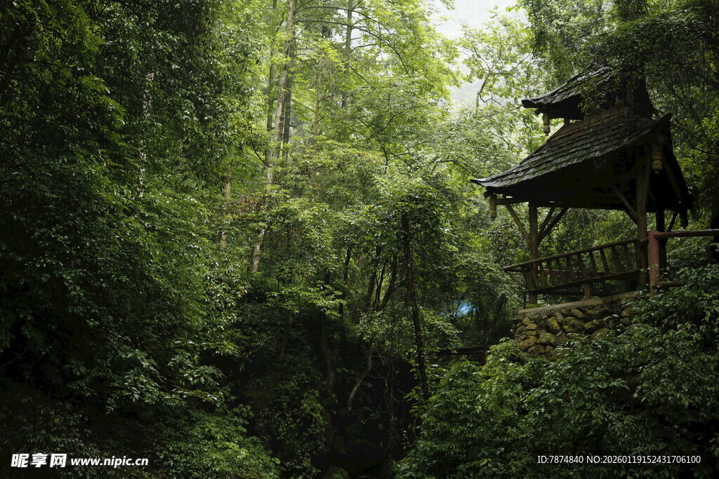 雨林中的木质观景亭
