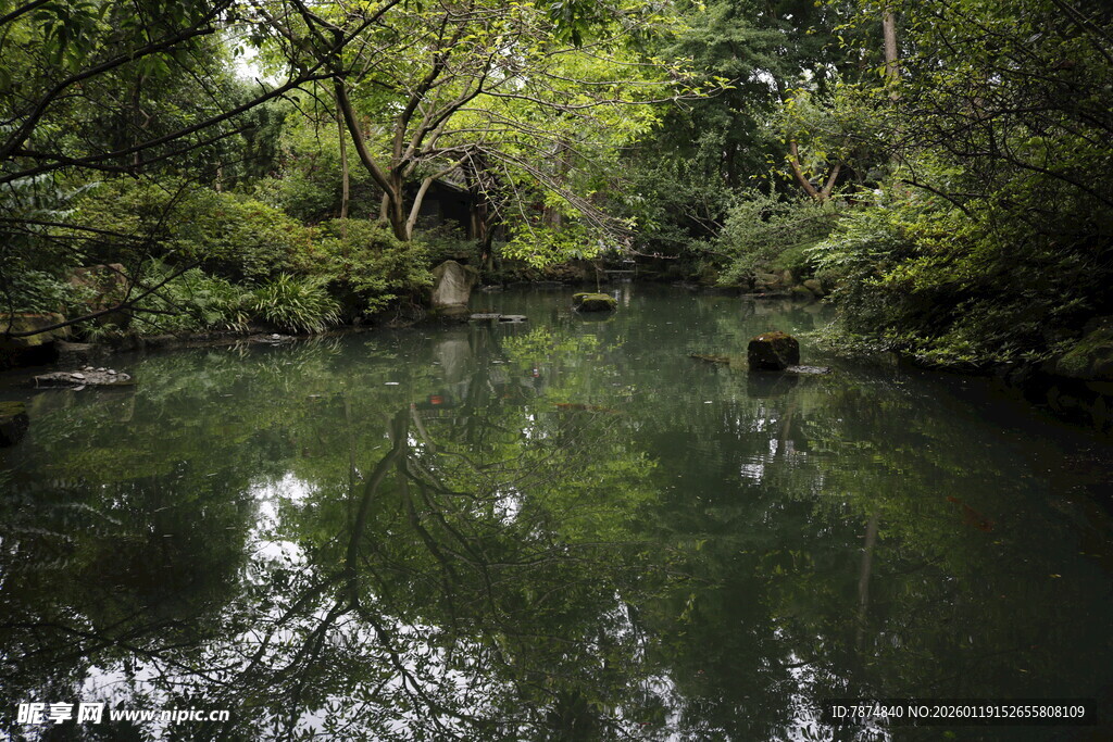 静谧林间溪流景观