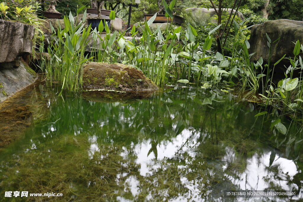 自然风静谧小池塘景观