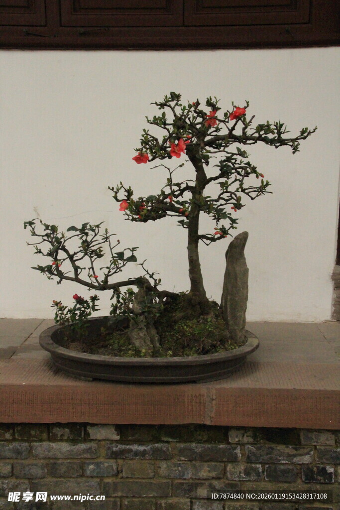 中式精致盆景艺术展示