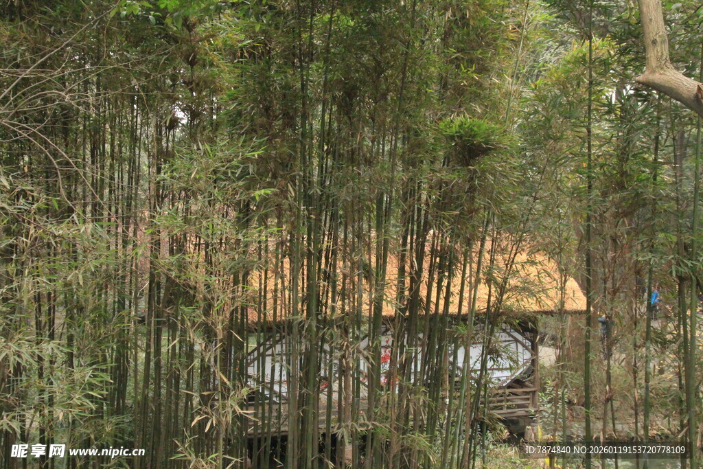 竹林中的古朴小屋