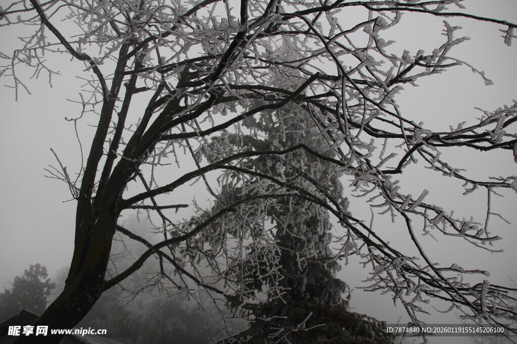 冬日枯树雪景