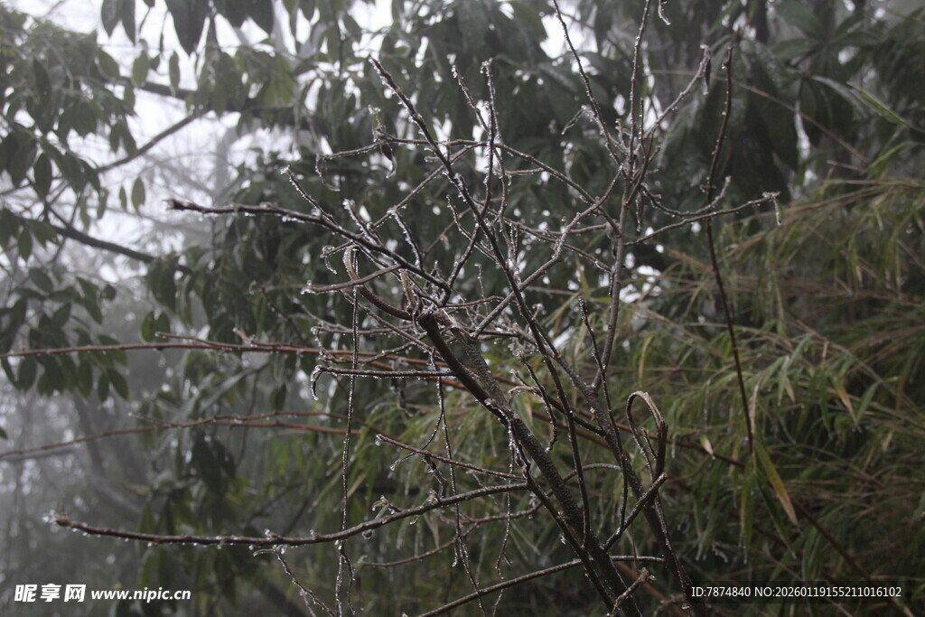 雨中朦胧的繁茂枝叶