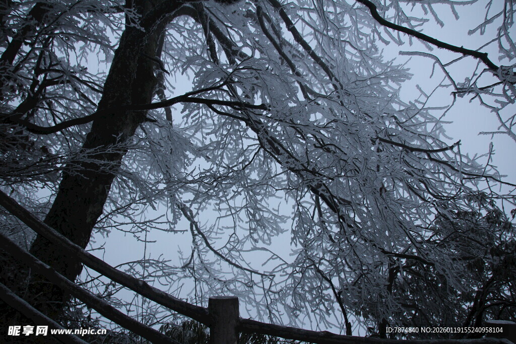 雪覆树木与木栅栏景观