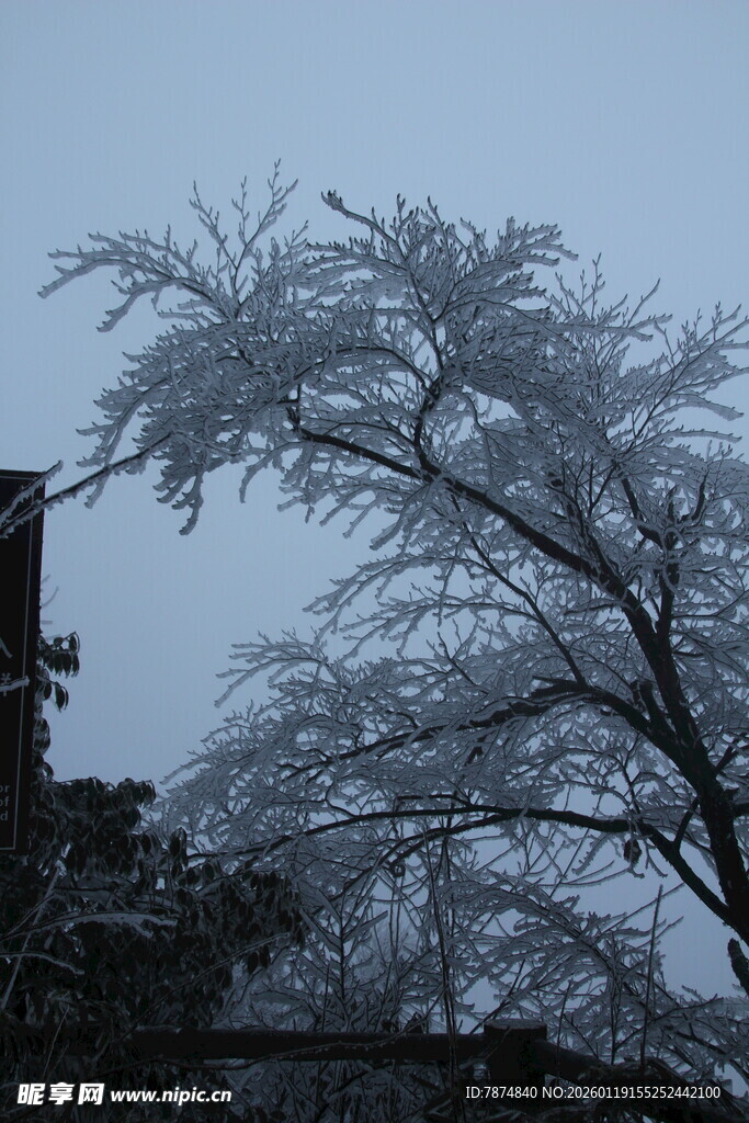 雪覆树枝 冬日清冷景致