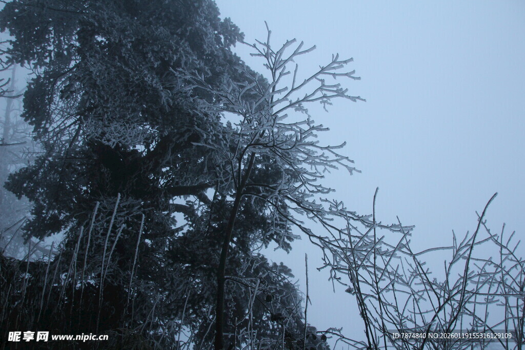 雪覆树木 冬日朦胧景致