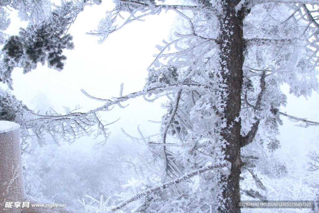 雪覆松枝的冬日美景