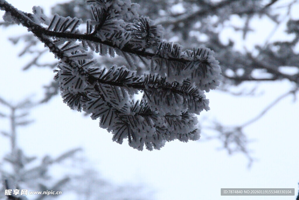 雪覆松枝的冬日景致