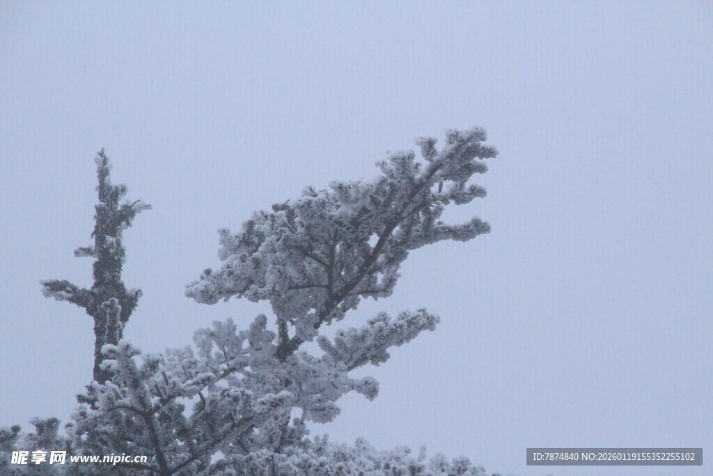 雪覆树枝 尽显自然之美