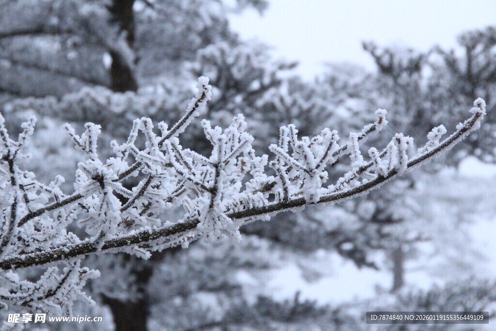 雪覆枝头美景