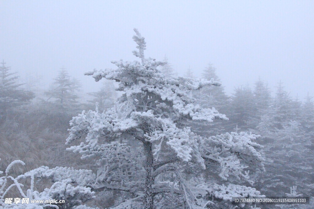 雪覆树木的朦胧冬日景象