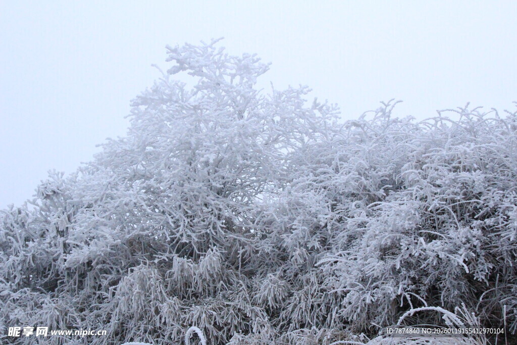 雪覆树木 冬日纯净景致