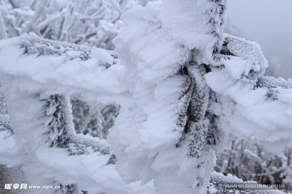雪覆树枝的冬日美景