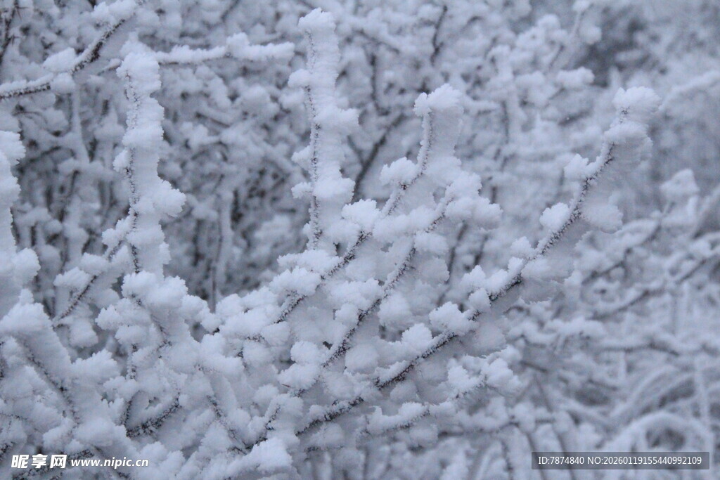枝头覆雪美景
