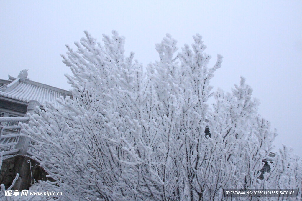 银装素裹的冰雪树木景观