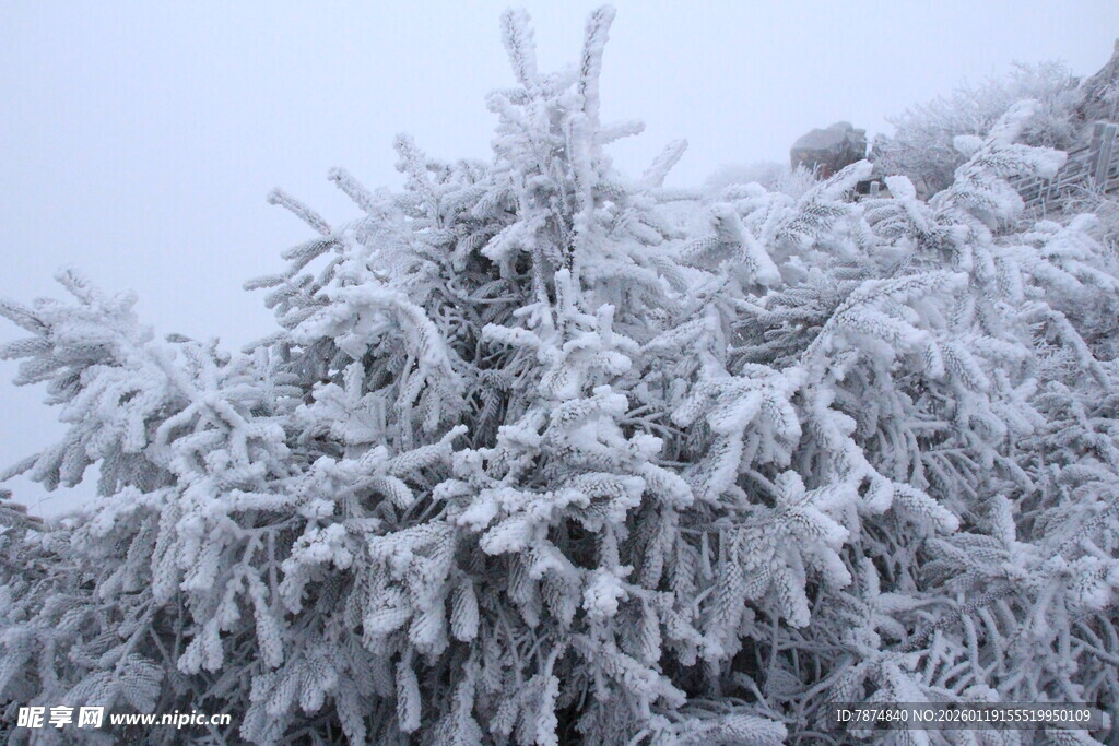 雪覆松枝 冬日美景