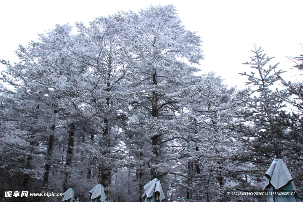 雪覆松林景 游人漫步间