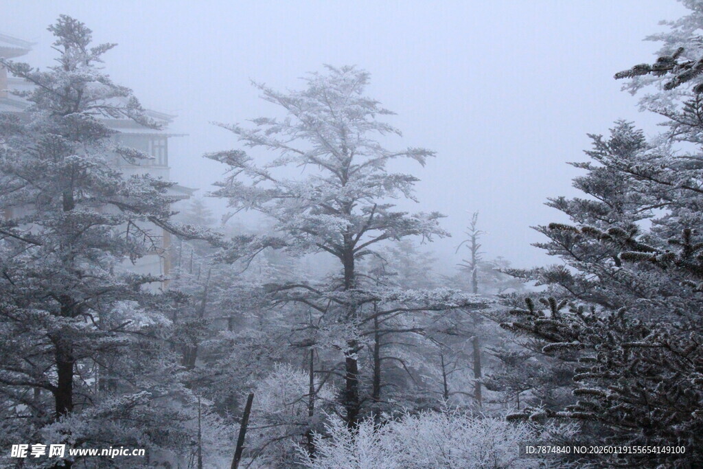 冬日雪覆树林美景