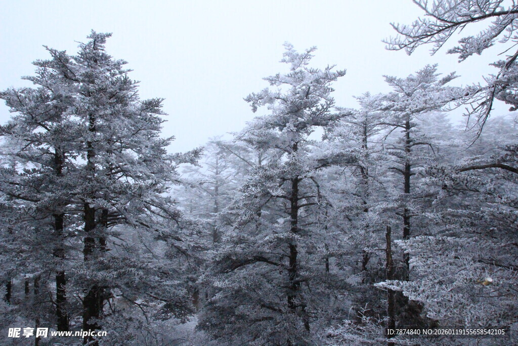 雪覆森林美景
