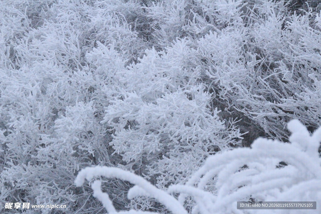 雪覆树枝的冬日美景