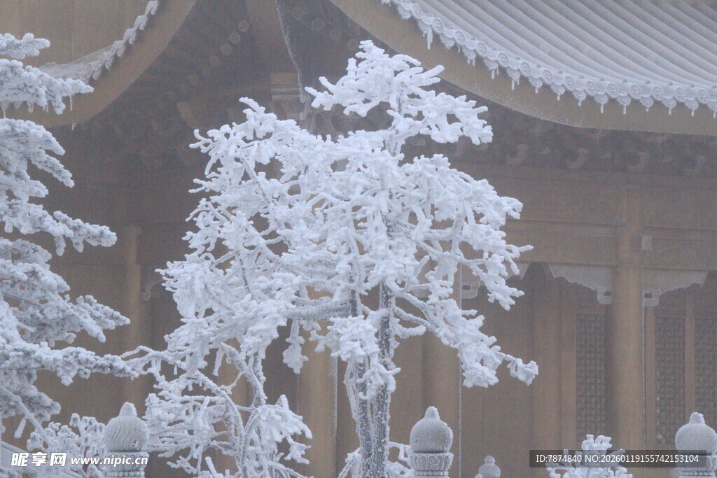 雪覆古景 玉树琼枝映楼阁