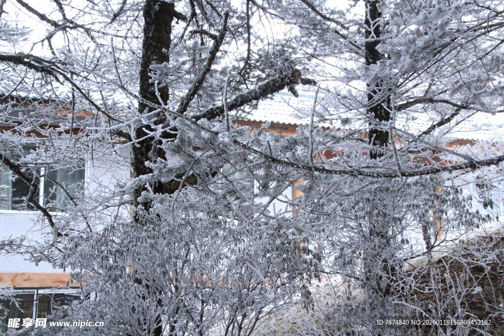 冬日覆雪树木景致
