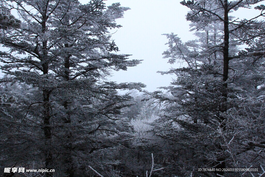 冬日雪覆树林美景