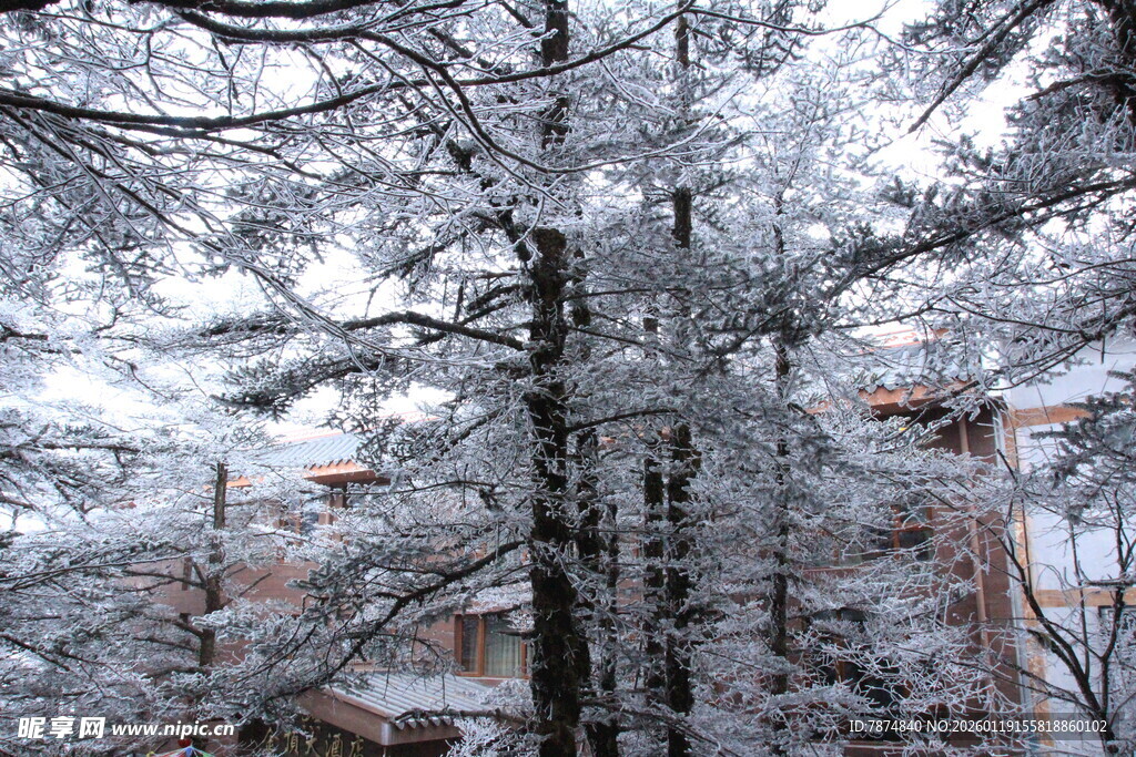 雪覆松枝 冬日静谧景致