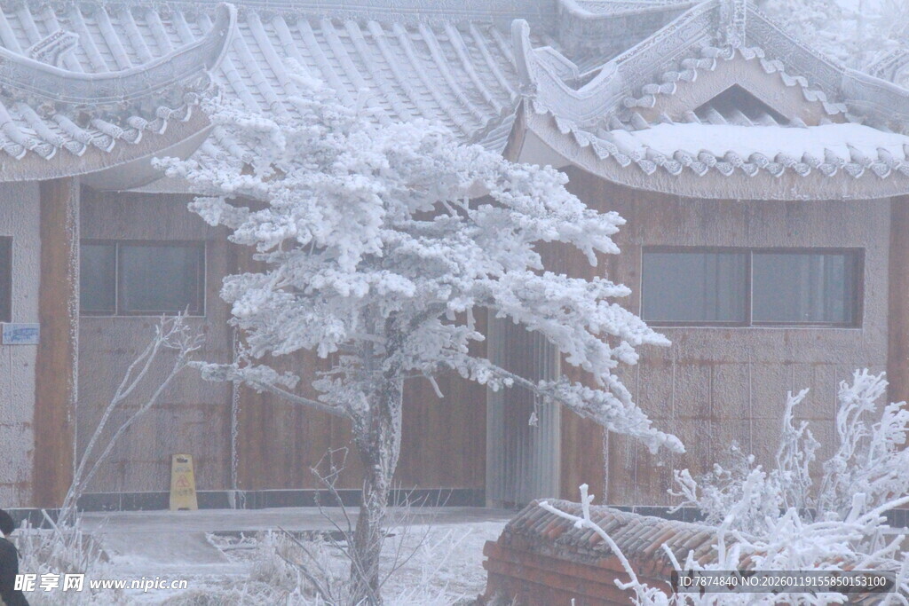 雪覆庭院树景