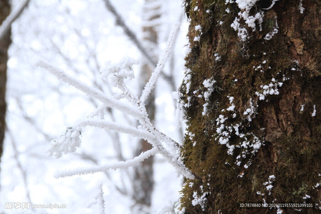 雪覆树干 冬日自然景致