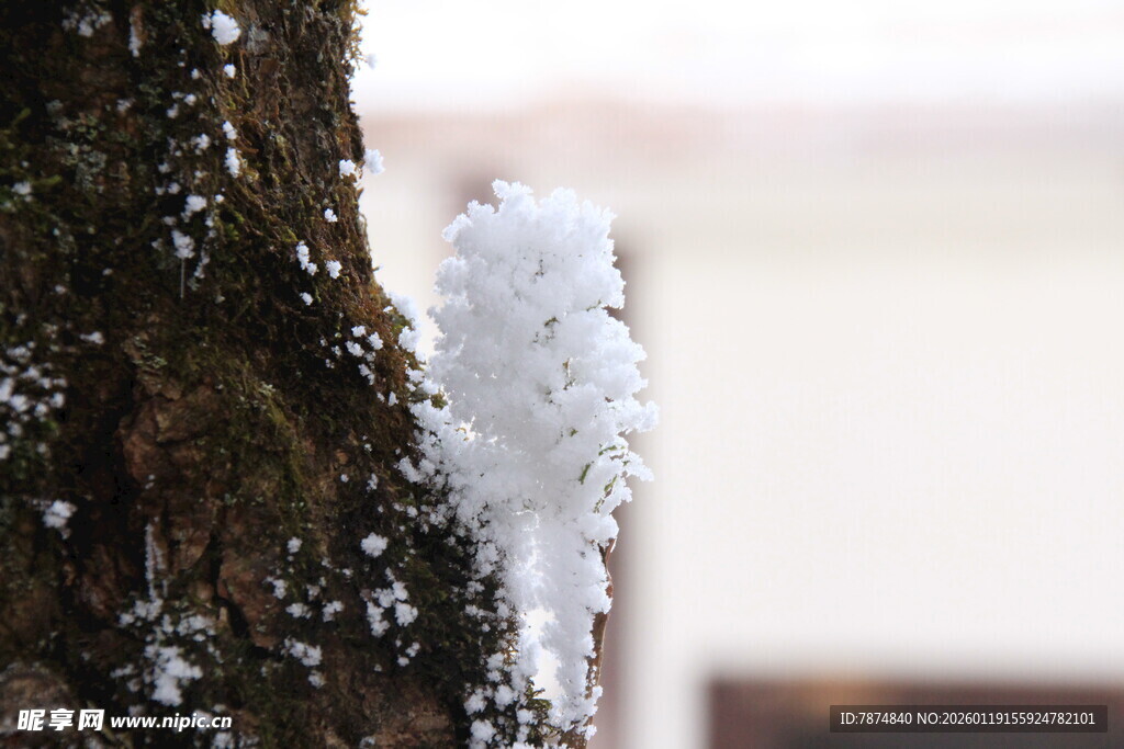 树干上的晶莹冰雪景观