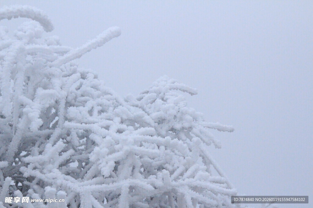 雪覆树枝的冬日美景