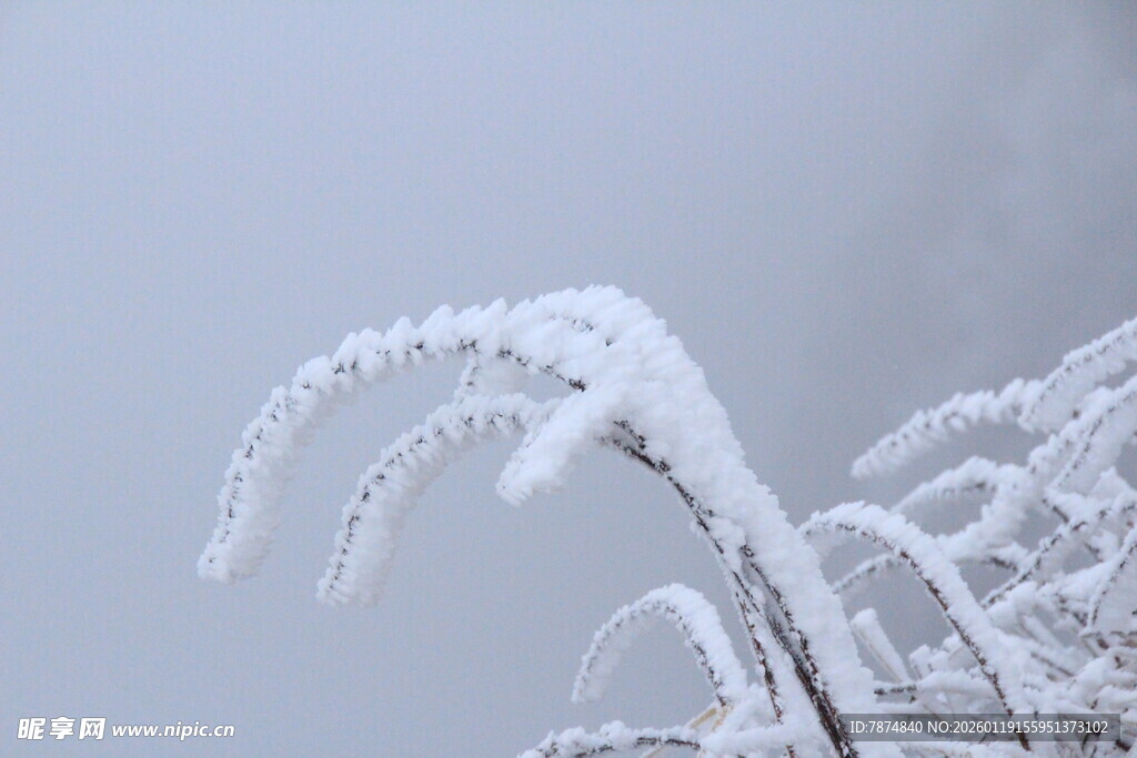 雪覆植物 晶莹冬日景象