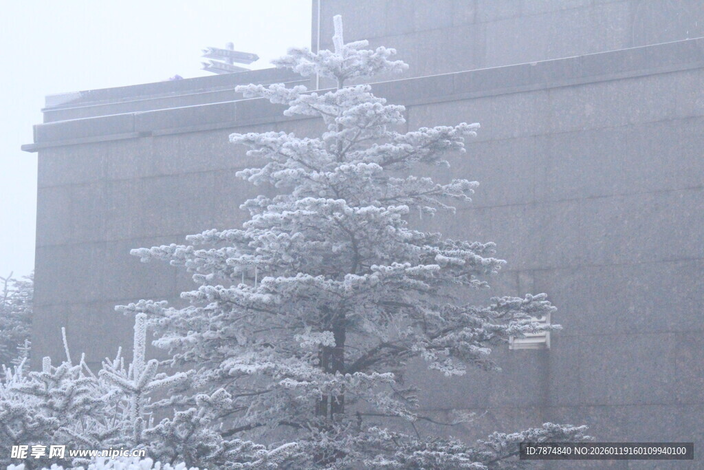 雪中银装素裹的树木