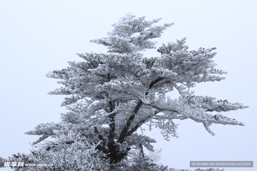 雪覆孤松